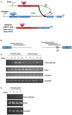 Optimization of <mark class="highlighted">trans-Splicing</mark> for Huntington's Disease RNA Therapy